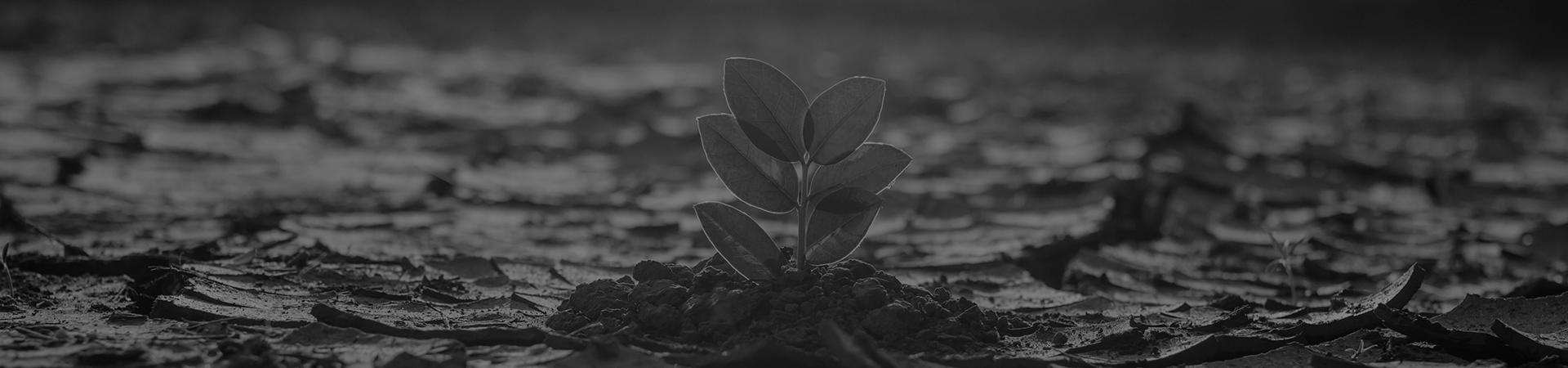 plant in extreme environment