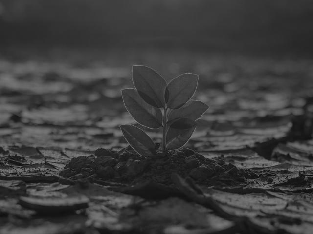 plant in extreme environment
